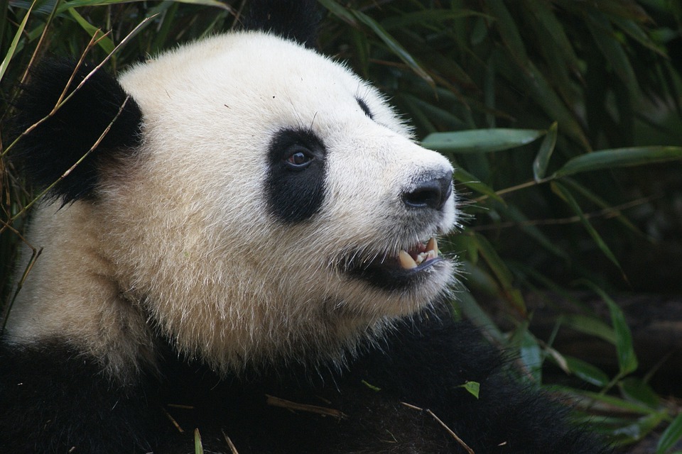 What Does Panda 4.0 Mean for Casino Affiliates?