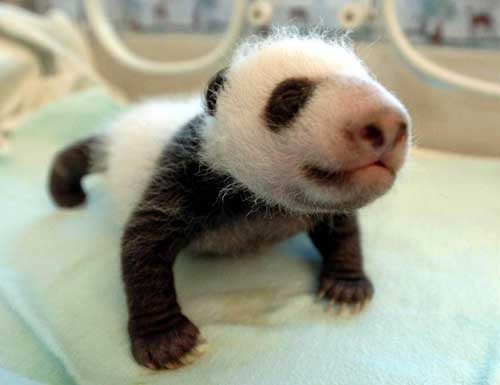 Google Panda 3.9.1 Refresh Unrolled