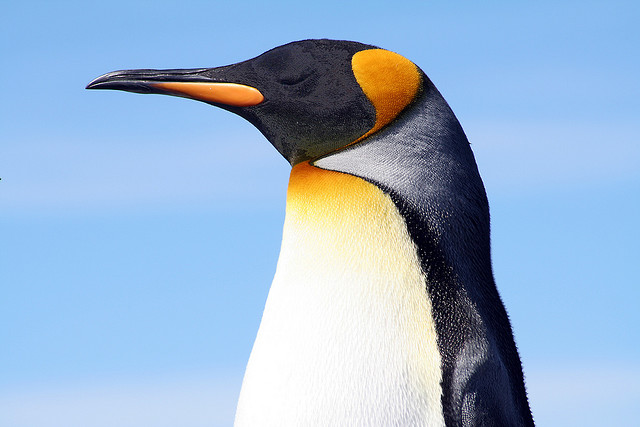 Google Penguin: Panda Algorithm Gets a Revamp