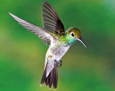 Google Hummingbird and the Rise of Social Signals