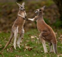 Top Gambling Affiliate Programs for Australia