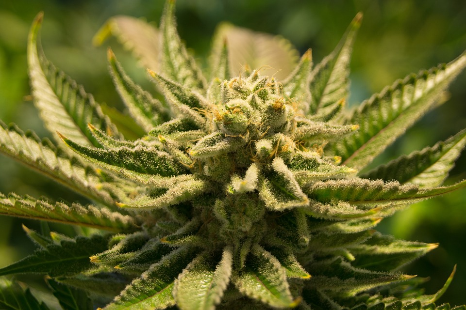Nevada Gaming Regulators Tell Casinos: Stay Away from Marijuana