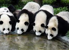 Google Panda Updated…For the 21st Time