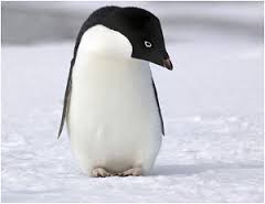 Penguin 2.0 Rolls Out: Now What?