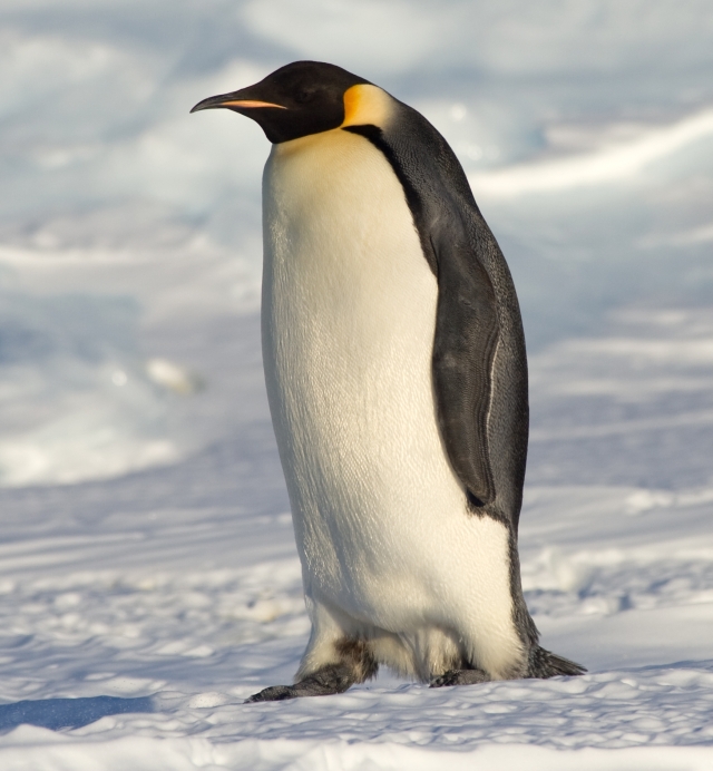 Penguin 2.0: One Month Later