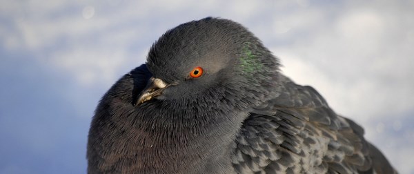 The Pigeon Update and Its Impact on Businesses