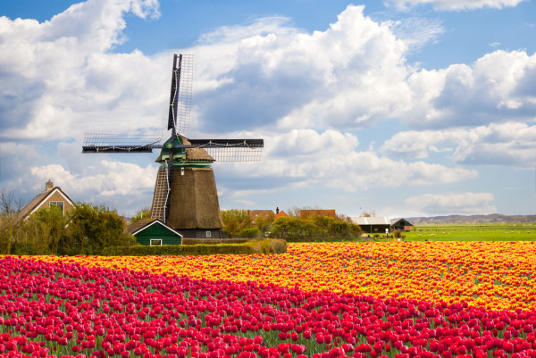 Going Dutch: Assessing the Opportunity for Affiliates