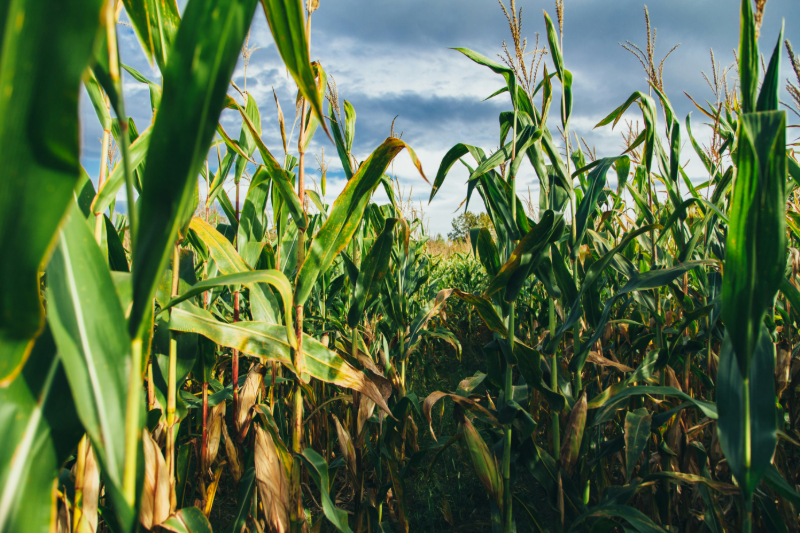 Sports Betting Desert Creates Busiest Cornfield in America